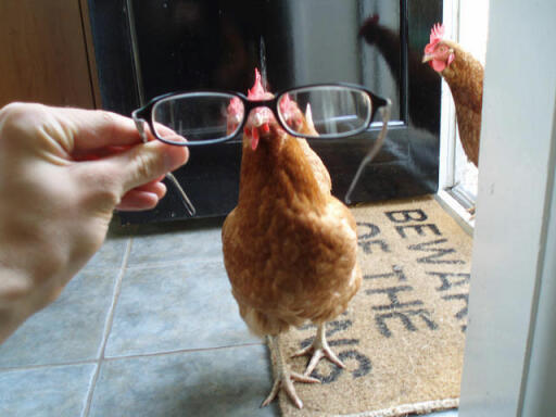 Lustiges huhn mit brille