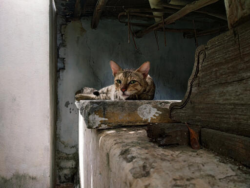 Sokoke-katze auf einer mauer ruhend