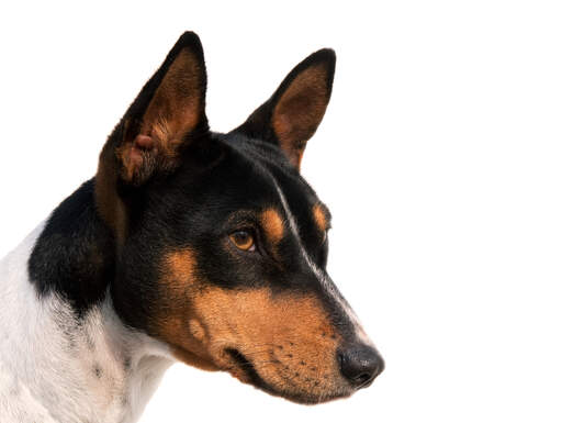 Ein schöner schwarz-weiß-brauner basenji