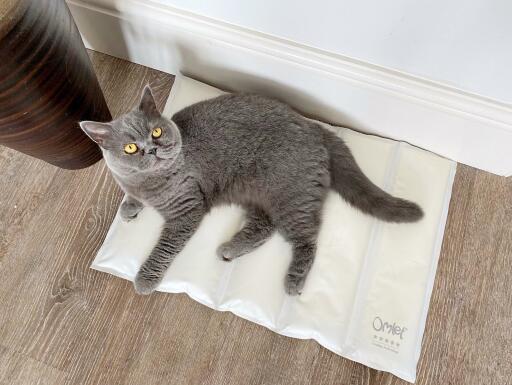Eine katze, die auf einer kühlen matte liegt.