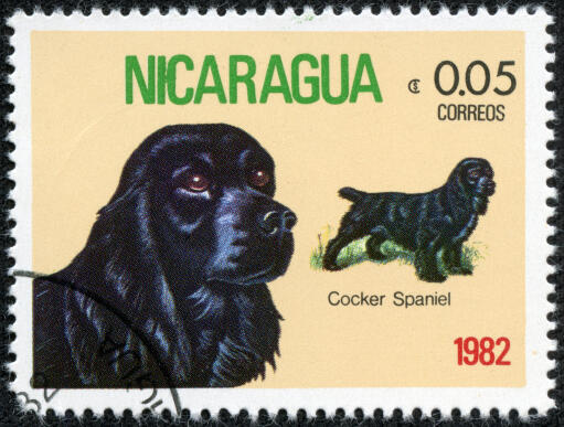 Ein cockerspaniel auf einer mittelamerikanischen briefmarke