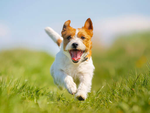 Ein aufgeregter jack-russell-terrier sprintet auf seinen besitzer zu