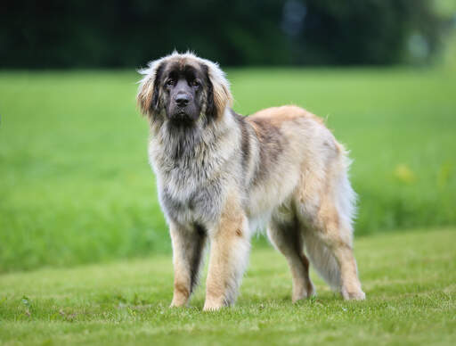 Ein gesunder erwachsener leonberger mit einem schönen, dichten fell