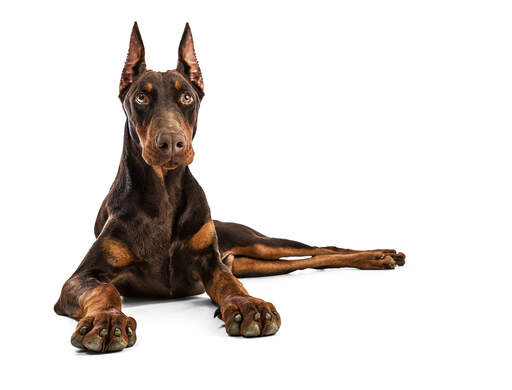 Ein kräftiger dobermannpinscher, der ruht