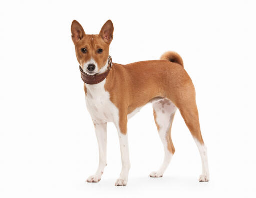 Ein wunderschöner basenji, der sein tolles rot-weißes fell zur schau stellt