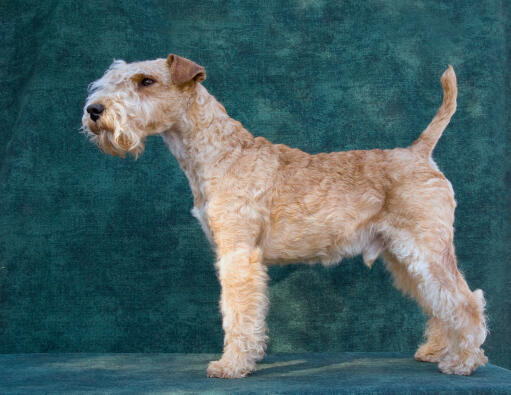 Ein gesunder lakeland terrier zeigt seine wunderbaren langen beine