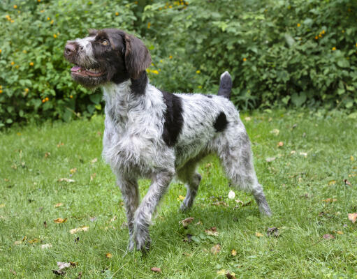 Drahthaar sales lab mix