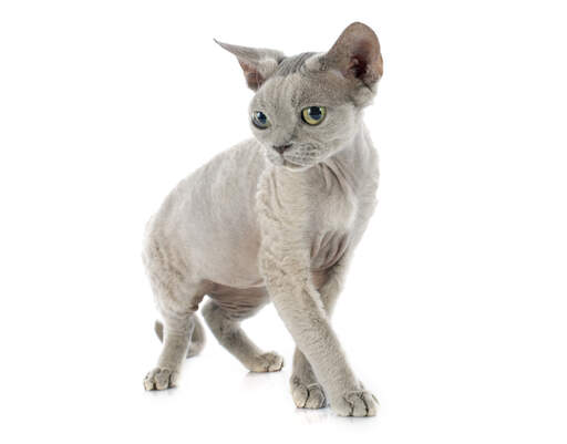 Ein fliederfarbener devon rex mit gelbgrünen augen