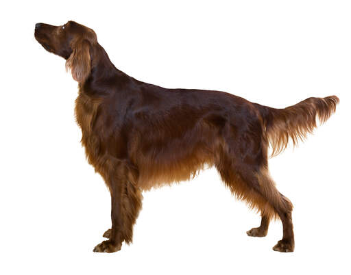 Ein gesunder, junger erwachsener irish setter, der aufrecht steht