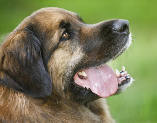 Eine nahaufnahme der schönen kurzen nase und des weichen fells eines leonbergers