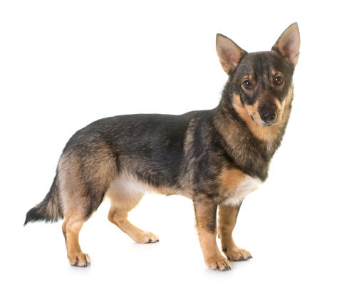 Schwedisch-vallhund-weiß-hintergrund