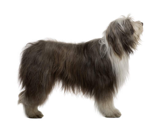 Ein erwachsener bearded collie mit einem schönen dichten fell