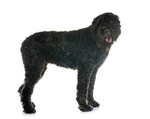 Ein stattlicher bouvier des flandres steht auf