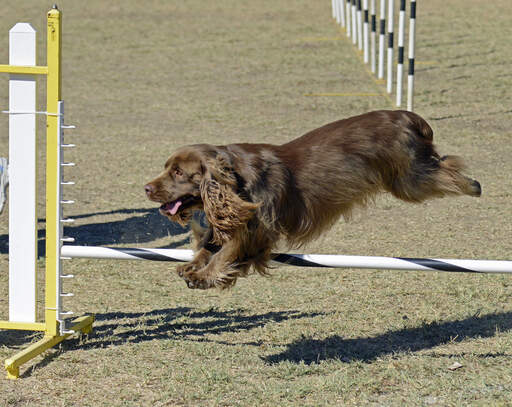 Ein schokoladenfarbener sussex-spaniel mit erfolg bei der agility