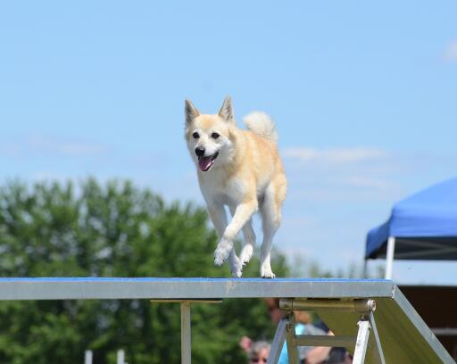 Norwegischer-buhund-agility-kurs