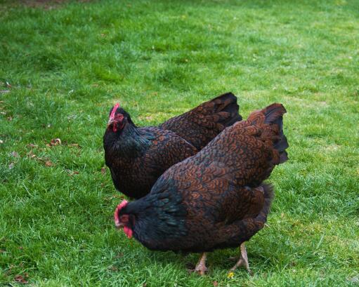 Barnevelder-huhn-zwei-garten