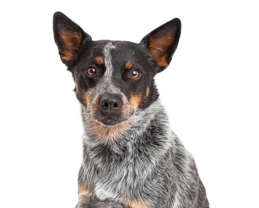 Ein intelligenter australischer sennenhund mit schönen braunen augen