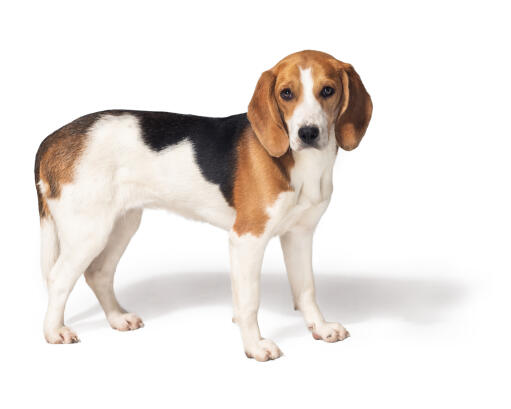 Ein gesunder, junger beagle, der aufrecht steht