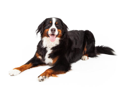 Ein aufgeregter erwachsener berner sennenhund mit gesundem fell