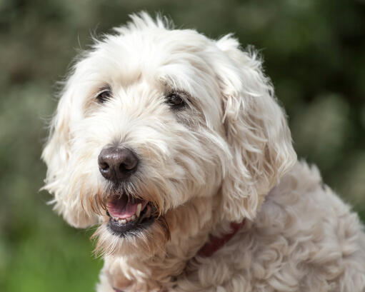 Soft hair terrier on sale