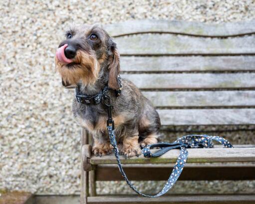 Hund auf einer bank mit halsband und leine im leopardenmuster