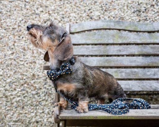 Hund auf einer Bank mit Halsband und Leine im Leopardenmuster