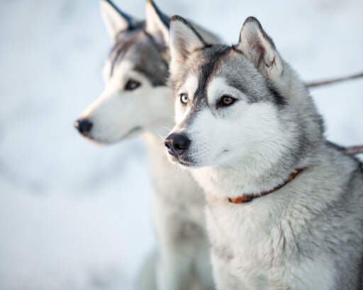 Zwei sibirische huskys mit aufgestellten ohren, die auf das nächste kommando warten