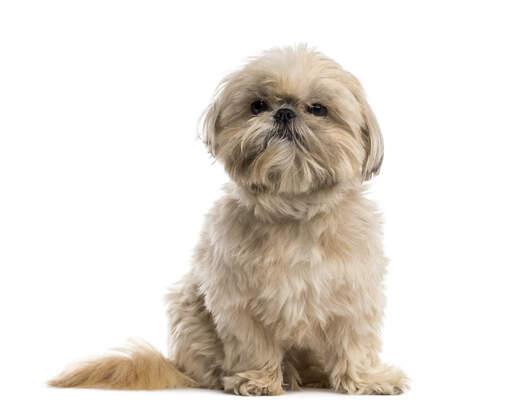 Shih Tzu Hunderassen