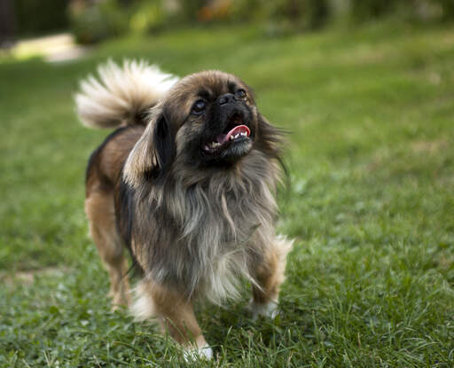 Ein gesunder, erwachsener pekinese, der seine kurze nase und seinen großen, buschigen schwanz zur schau stellt