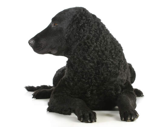 Der kräftig geformte kopf und das geringelte fell des curly coated retrievers