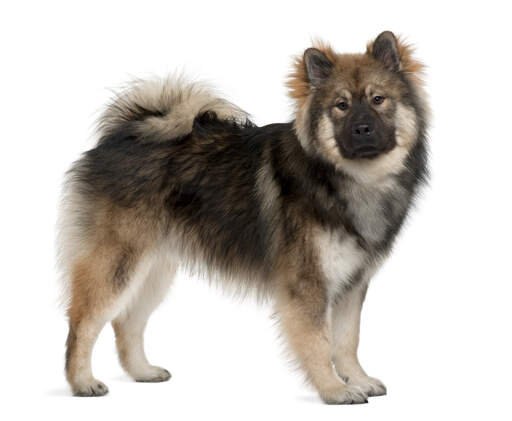 Ein erwachsener eurasier mit wunderschönem dichten fell und buschigem schwanz