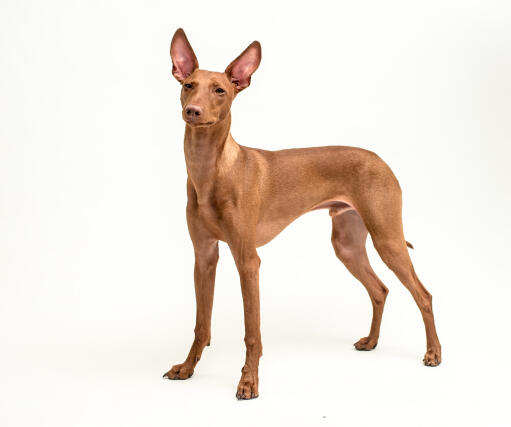 Etnahund-hunderase profilbilde hobbyhund rasedatabase
