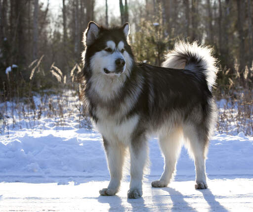 Ein alaskan malamute, der sein wunderschönes dickes fell und seinen schwanz zur schau stellt