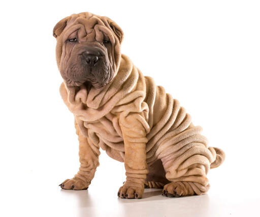 Ein junger chinesischer shar pei welpe mit vielen tiefen falten