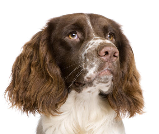 Die charakteristischen schlappohren eines jungen englischen springerspaniels