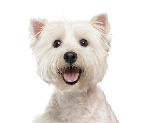 Ein aufgeregter west highland terrier hechelt und wartet auf die aufmerksamkeit seines besitzers