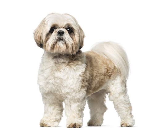 Shih Tzu Hunderassen