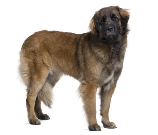 Ein erwachsener leonberger, der seinen großen, kräftigen körper zur schau stellt