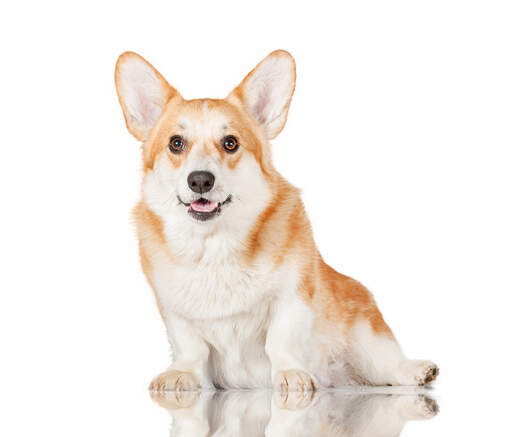 Ein gesunder, junger pembroke welsh corgi sitzt und wartet auf aufmerksamkeit