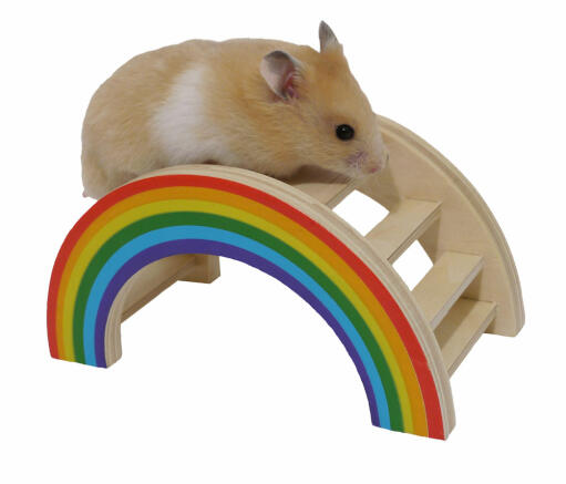 Hamster klettern gerne auf der regenbogen-spielbrücke