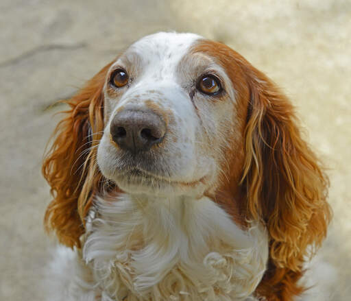 Ein aufmerksamer welsh springer spaniel, der auf etwas aufmerksamkeit wartet