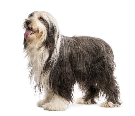 Ein schöner junger bearded collie mit einem schönen, langen, grau-weißen fell