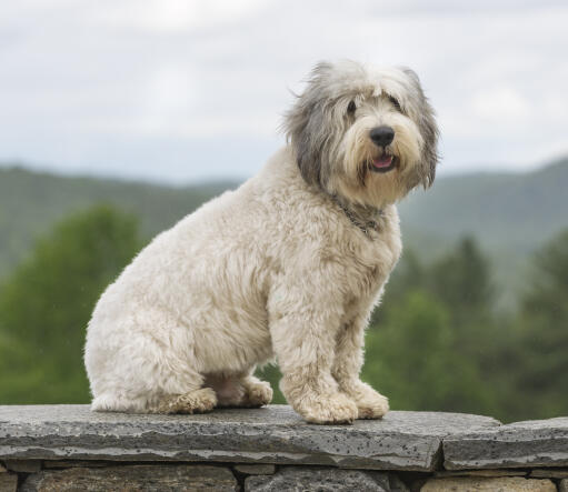 Ein junger polnischer flachland-schäferhund mit einem wunderschönen kurzen, dichten fell