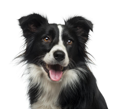 Eine nahaufnahme der charakteristischen spitzen ohren eines border collies