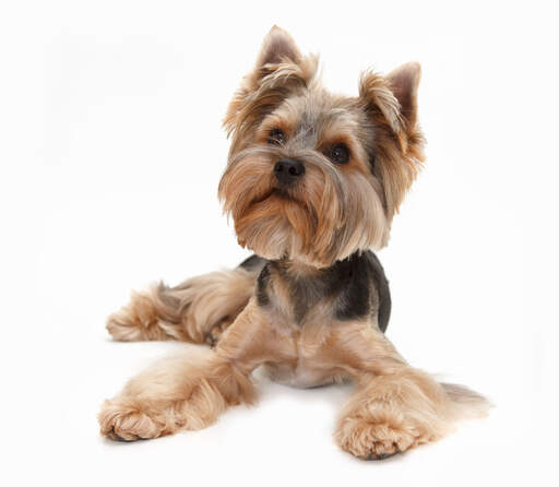 Ein gesunder, junger yorkshire-terrier mit welpenhaftem körper