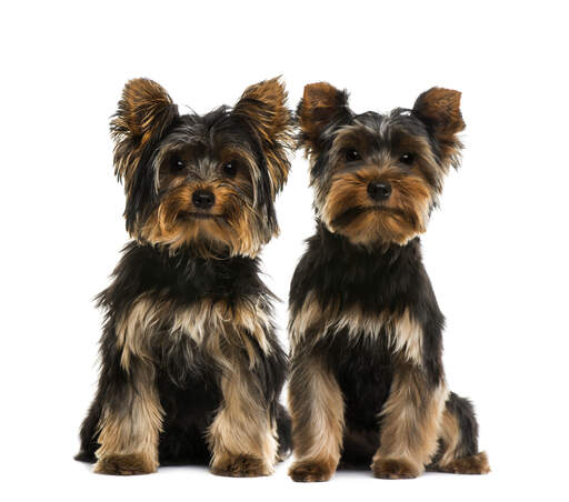 Zwei erwachsene yorkshire terrier mit gesundem, dunklem fell