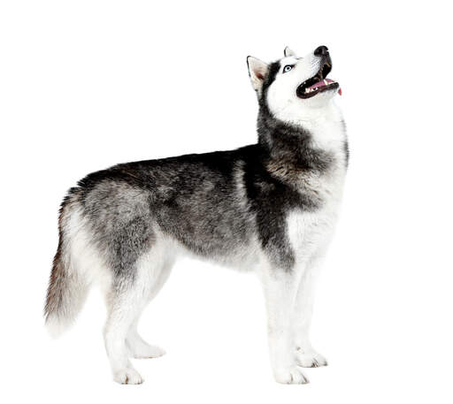 Ein großer, kräftiger ausgewachsener sibirischer husky, der seinen wunderbaren körperbau zur schau stellt