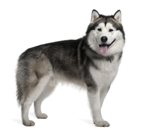 Ein junger alaskan malamute mit einem vollen, dichten fell