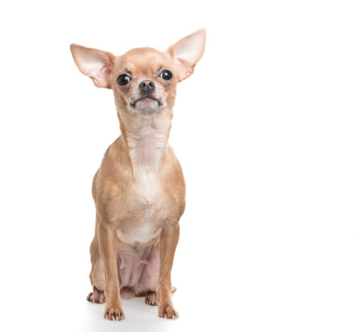 Ein stolzer chihuahua sitzt