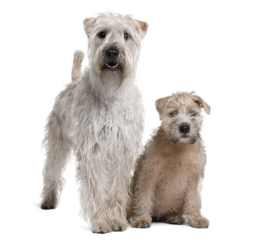 Soft coated wheaten terrier size new arrivals